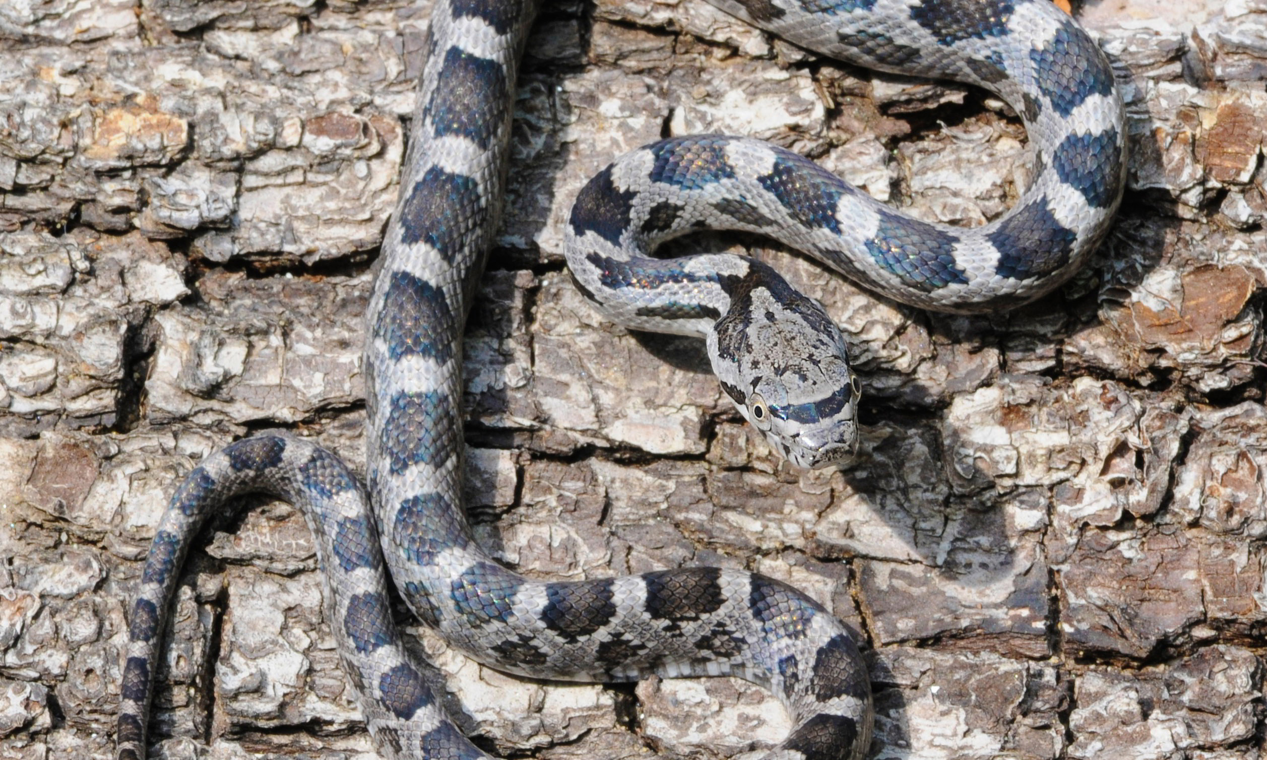 Gray Ratsnake