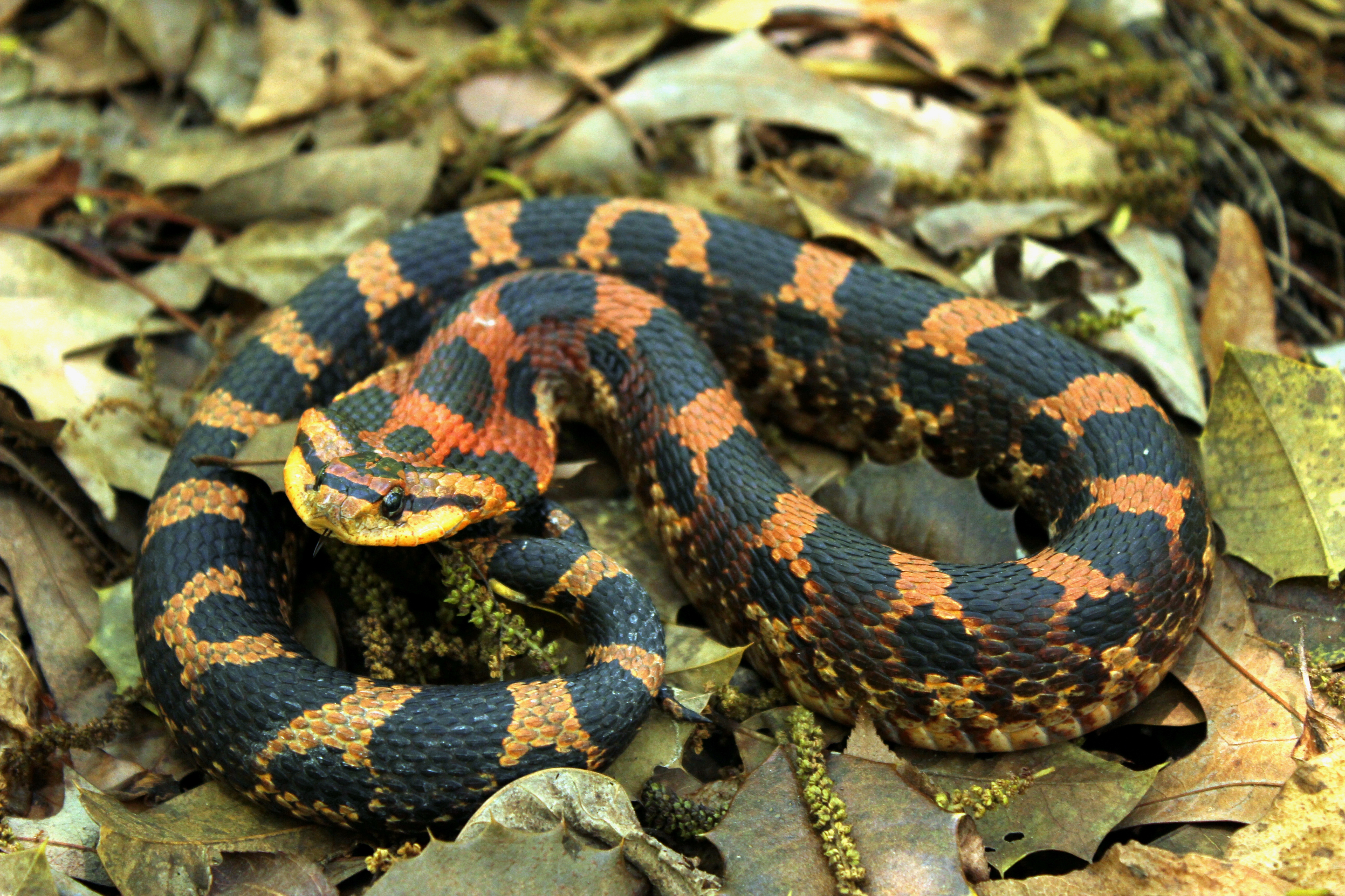 Eastern Hognose Snake Playing Dead Spiral Notebook by John Mitchell - Fine  Art America