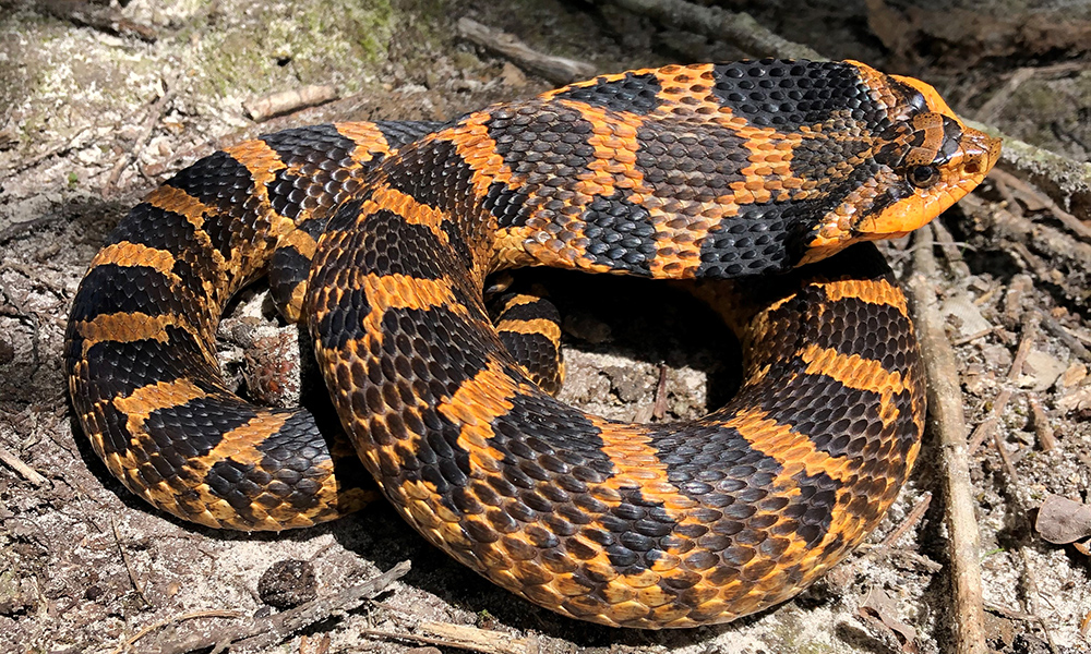 PineryPP on X: Have you heard about the Eastern Hognose Snake